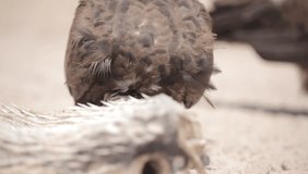 macro nature video - camera facing a huge brown vulture with pink head eating a white dead puffer fish body, outdoors on the Atlantic ocean shore, on a sunny day in dry season, in The Gambia, Africa