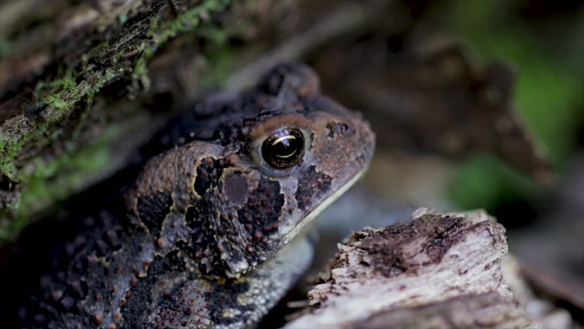 Toad in the forest hiding in the trees and rocks. Close up of warty amphibian skin from a small toad. Camouflaged animals. 