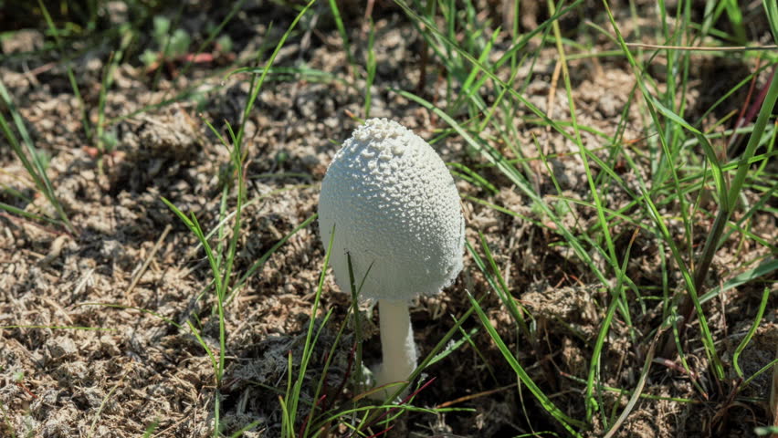Lepiota 스톡 비디오 동영상 - 4K/HD 비디오 클립 | Shutterstock