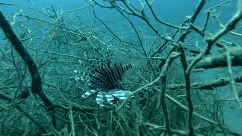Red Lionfish fish prey on fry in the branches of mangroves 