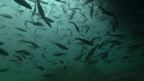 school of Black cod fish or Smallscaled Cod (Notothenia microlepidota) swimming underwater in shallow water near shore