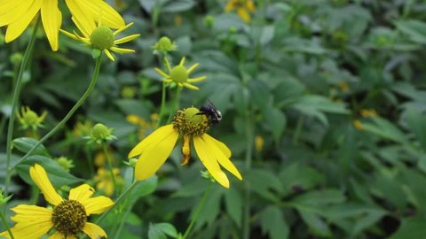 Footage of a bee on flowers.