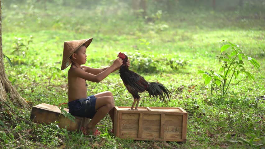 Happy children are training his fighting cock at nature in in the forest or countryside,Thailand