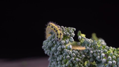 Cabbage butterfly caterpillar on green broccoli on a black background, close up, macro
