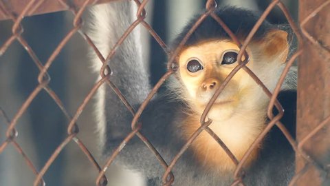 Sad Red-shanked douc langur sit and looking out through the cage.