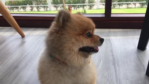 Brown pomeranian dog, Cute small pet grooming short hair round face style, Dog tilt head left and right.