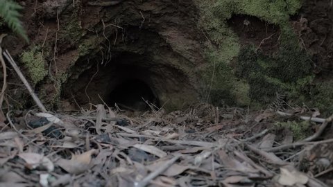 Animal den in the forest