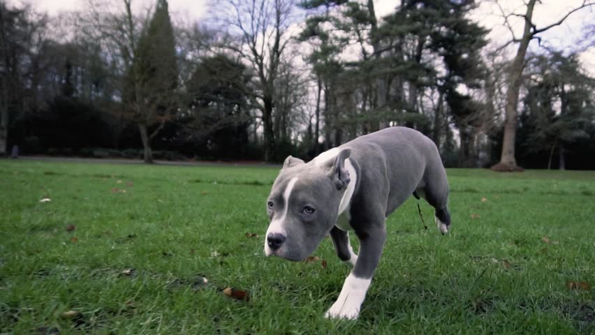 American bully puppy running in the park