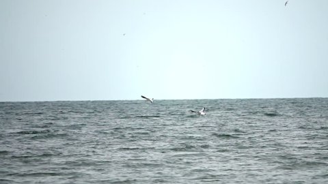 Flying sea gulls. Sea at sunrise. Slow motion
