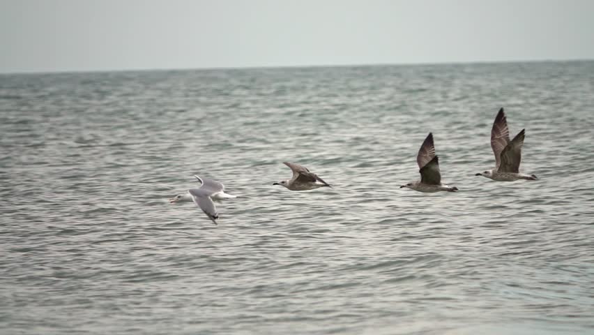 Flying sea gulls. Sea at sunrise. Slow motion
 Royalty-Free Stock Footage #1016614975