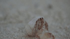 Guraidhoo Island, Maldives, Asia, : nature macro video - group of tiny hermit crabs on a sandy beach, with two crabs fighting over a white shell on a sunny day outdoors with shallow depth of field