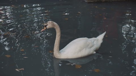 A white swan floats on a blue lake. The waterfowl lives in the park.