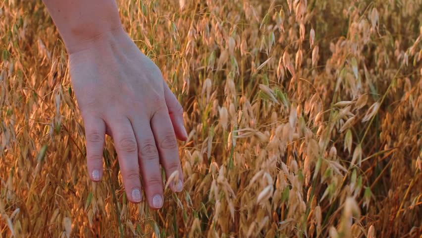 Woman touching oat ears in autumn field with hand, partial closeup view Royalty-Free Stock Footage #1016618176