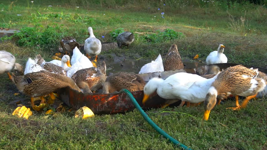 Raft of domestic ducks having a bath ( close up ) | Shutterstock HD Video #1016618776