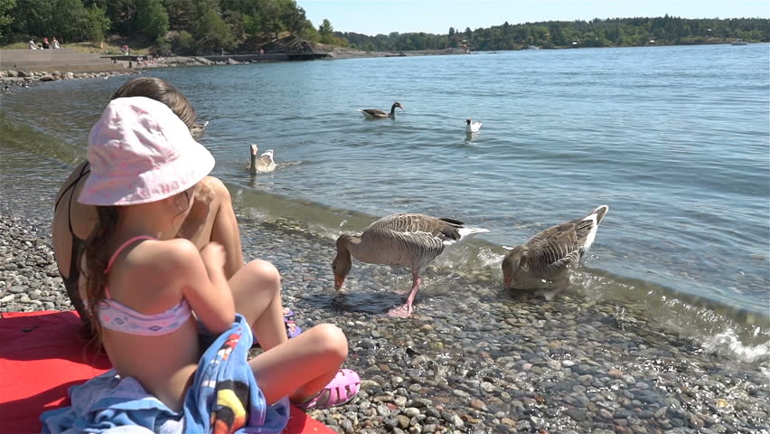 Two little girls are feeding wild grey geese on the beach in Norway.