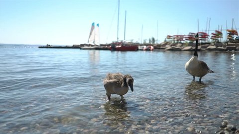 Wild migratory geese require food from tourists on the beach in Norway