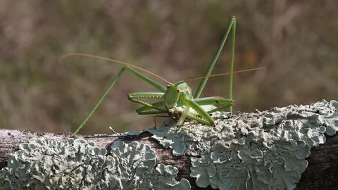Bush cricket or Spiked Magician (Saga pedo) on the branch eating Praying Mantis