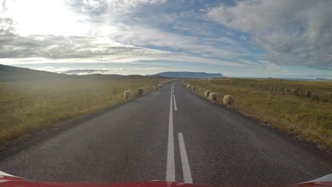 Sheep on the road blocking traffic during the Rettir roundup, Iceland.mov
