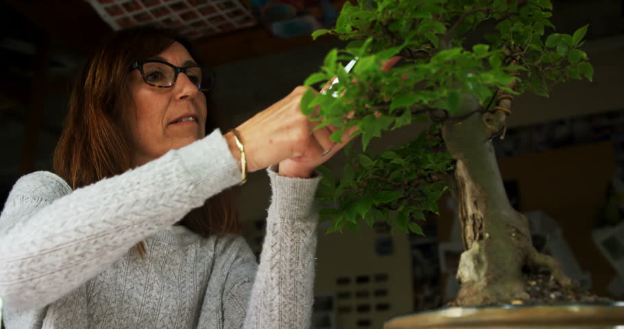 Side view of mature Caucasian woman trimming leaf of bonzai plant 