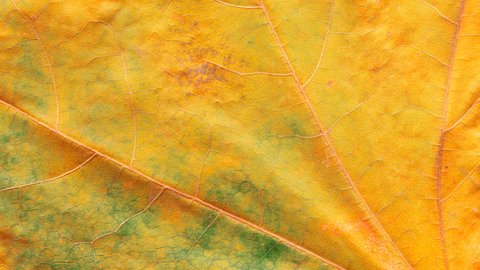 Timelapse of autumn leaf getting yellow, beautiful natural animation, macro close up view.