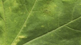 Timelapse of autumn leaf aging, beautiful natural animation, macro close up view.