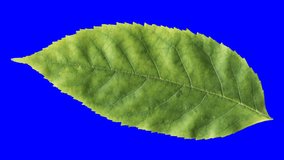 Timelapse of autumn leaf aging, beautiful natural animation, isolated on alpha channel with blue chroma key.