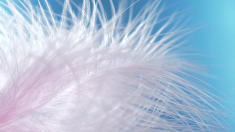 Pink feather close-up macro. Selective focus, blurred focus, abstraction. slow motion