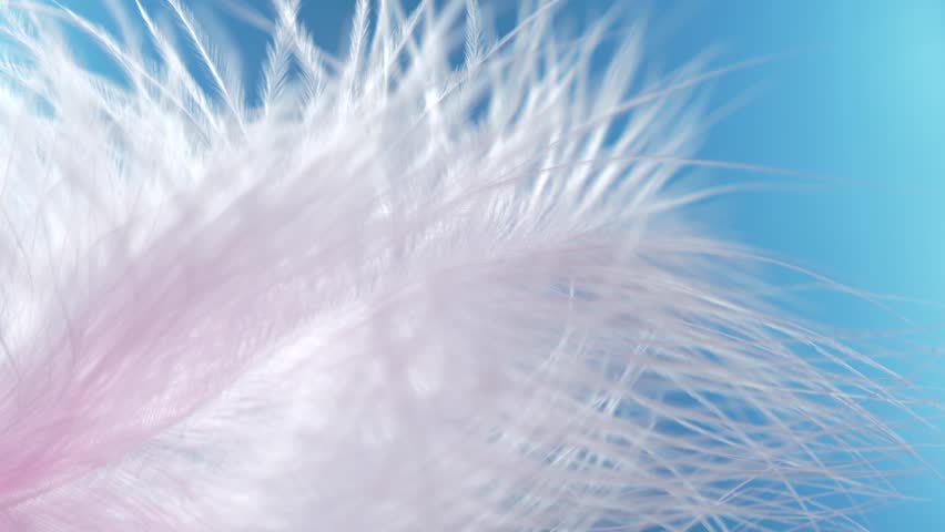 Pink feather close-up macro. Selective focus, blurred focus, abstraction. slow motion Royalty-Free Stock Footage #1016629165