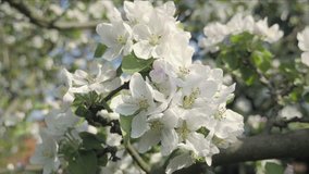 Apple blossom flower, trees in background. Detail of fall petals on spring theme. White flower with spring atmosphere. Celebration of spring. Lovely composition, trees flowers. Low depth of field