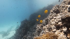  underwater  wide angle video - camera moving along a coral reef formation  on a shallow sandy  Red sea bottom, and moving to boats parked over in blue water  ,  with natural light on coral reef 