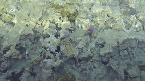 Top view of bottom of Red sea, corals and colorful fish swimming in it as seen through surface of wavy salt water on beach. Real time full hd video footage.