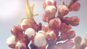 Beautiful Spring Apricot tree flowers blossom timelapse, extreme close up. Time lapse of Easter fresh pink blossoming apricot closeup, backdrop.