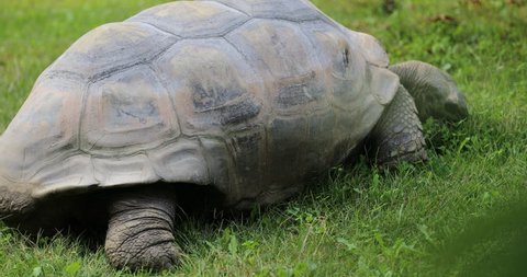 Aldabra Giant Tortoise grazes in the green field