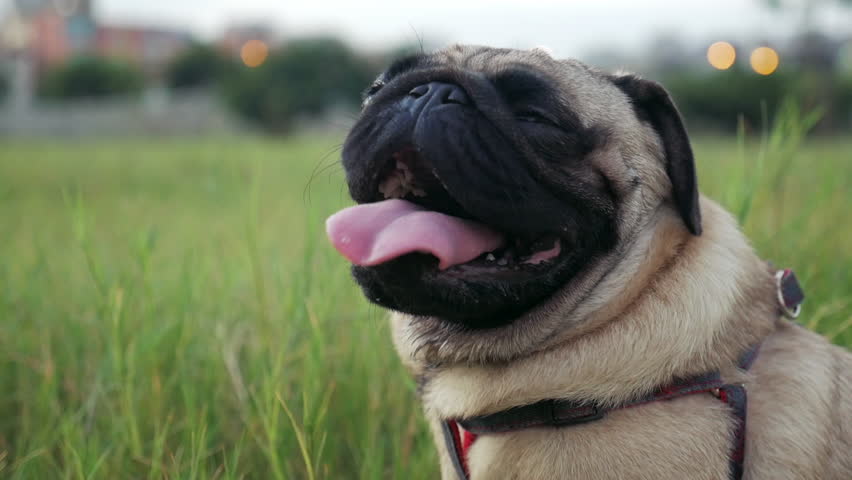 Handsome pug relaxing during sunset.