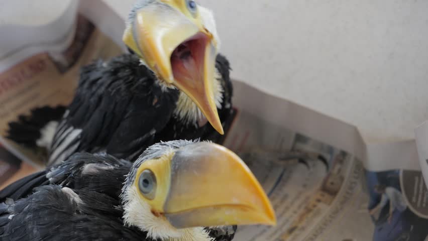 Two Baby Toco Toucan Birds Stock Footage Video 100 Royalty Free Shutterstock