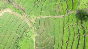 Aerial view amazing landscape rice terraces in a beautiful day