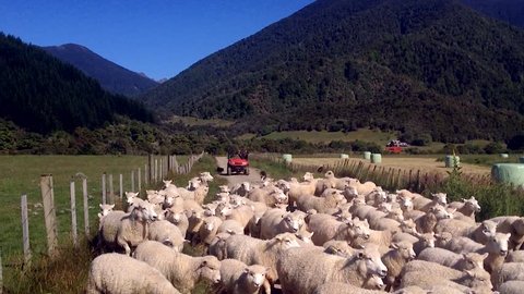 Farmer on quad bike herds flock of wooly sheep, New Zealand