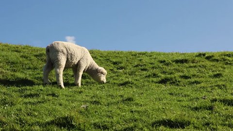 Lamb alone on green grassy hillside, New Zealand