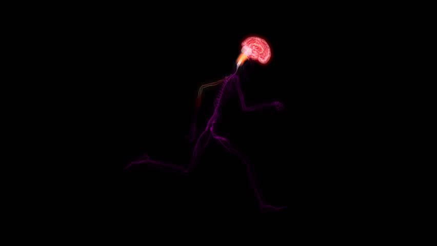 Animated Illustration of nervous system of a runner