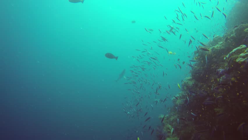 SCUBA Diving Fiji - Large Spanish Mackerel Feeding on the Coral Reef Royalty-Free Stock Footage #1016649397