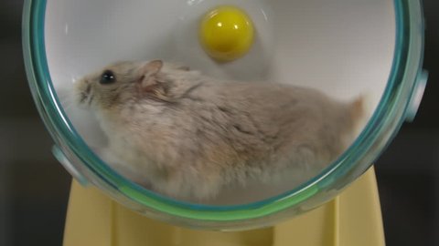Close-up of a beige dwarf hamster running on a hamster wheel in slow motion