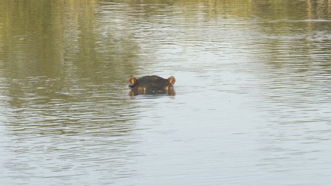 A hippo warning, showing where his territory by opening his mouth as a display of danger.