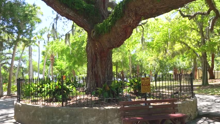 The Old Sentry, oak tree, located in Panama Beach, Florida