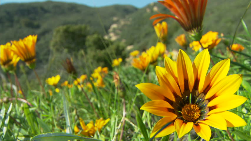 flowers blowing on hillside