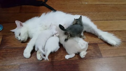 Turkish angora cat nursing four kitten on a wooden floor