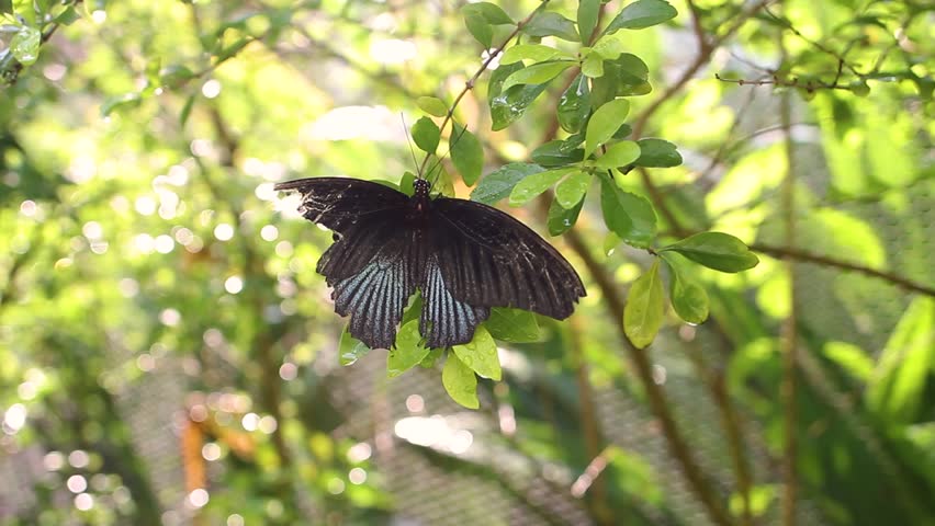 Black butterfly on a leaf