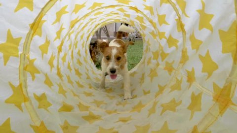3 Cute Dogs Walking Through Agility Tunnel in slow motion