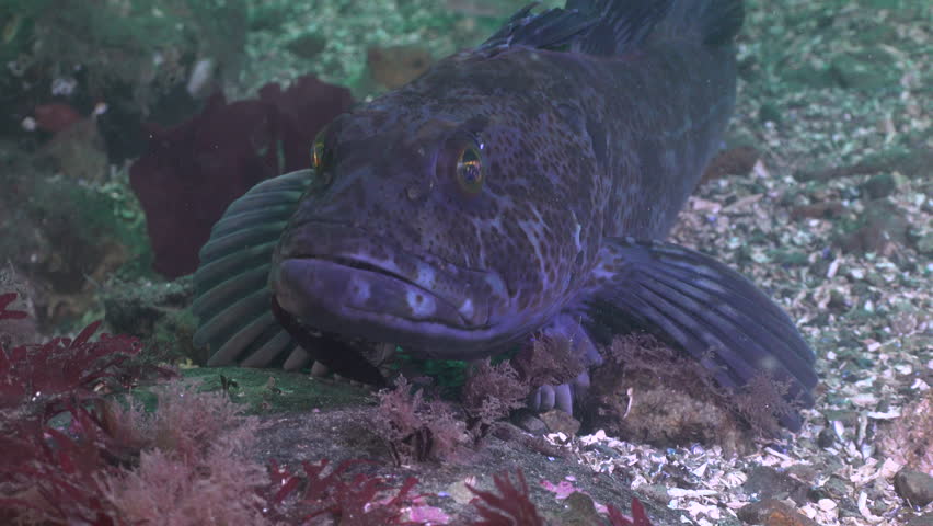 Lingcod is a short clip of a Lingcod found in British Columbia Canada waters. This clip shows a ling at rest.