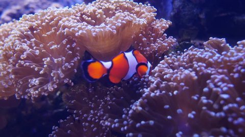 Beautiful sea flower in underwater world with corals and fish. Sea anemone in fish tank. sea anemone underwater nature life.