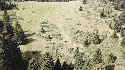 aerial view of meadow in Pyrenees filmed with a drone, Aude in the southern of France
